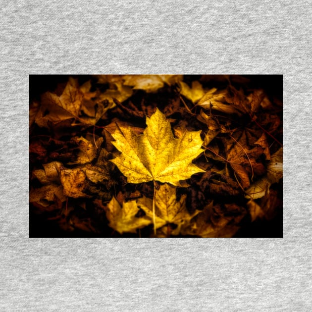 Maple Leaf - Autumn Leaves by JimDeFazioPhotography